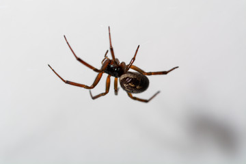 spider close up