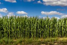 Green Corn Field At Summer Evening.