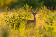Whitetail buck in a field in the sunset. 