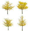 © nunawwoofy - Isolated yellow ginkgo trees on white background.