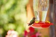 Hummingbird perched on feeder with blurred background