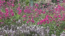 Beautiful Pink Summer Penstemon Flowers In Wildflower Cottage Garden