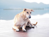 Fototapeta  - brown dog with short hair laying down on brown floor