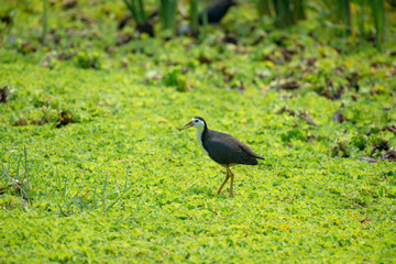 Wall Mural - white-breasted waterhen  is a waterbird of the rail and crake family. 