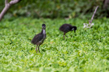 Wall Mural - Juvenile white-breasted waterhen  is a waterbird of the rail and crake family. They are dark slaty birds with a clean white face, breast and belly.