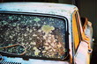 Vintage car windshield with lichen