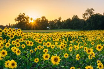 Sunset over a sunflower field in Jarrettsville, Maryland.