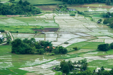 Thai rice farm top view.