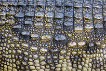 Colorful Patterns And Skin Of The Crocodile.