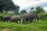 Fototapeta Sawanna - Sri Lankan Elephant - Elephas maximus maximus, Sri Lanka