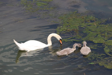 Wall Mural - Papa cygne et ses bébés