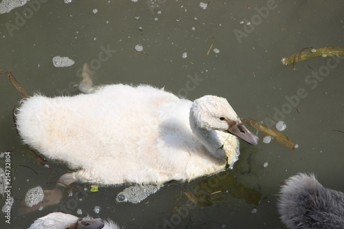Petit Cygneau Bebe Cygne Photo Stock Adobe Stock