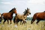 Fototapeta Konie - The horse runs gallop on the field