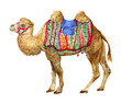 Camel, animal, illustration, watercolor