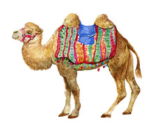 Camel, Animal, Illustration, Watercolor