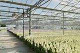 Fototapeta  - Flower farm interior
