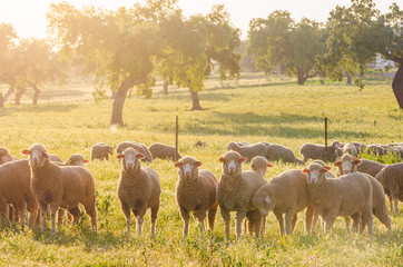 sheeps in the field looking at camera