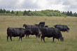 Black cows are grazing on the meadow. Beef cattle on the pasture.