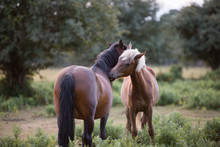 Native Ponies