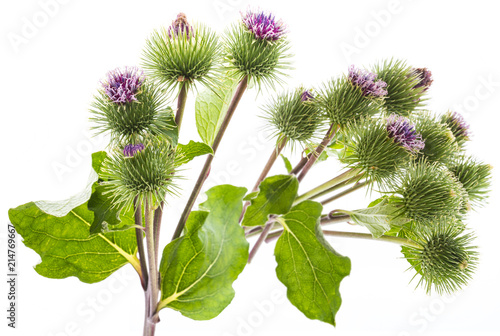 Greater Burdock (Arctium lappa) plant on white background