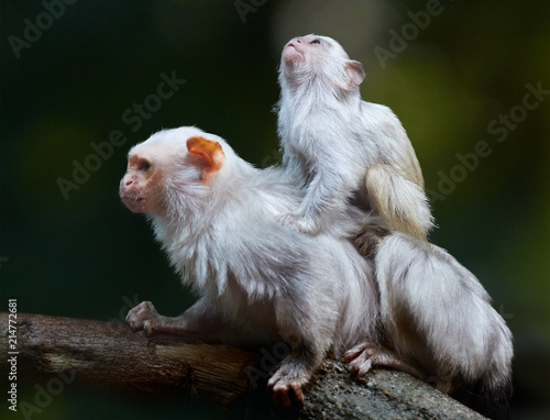 150 541 Monkey Animal Mammal Wall Murals Canvas Prints Stickers Wallsheaven