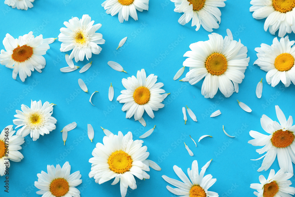 Beautiful chamomile flowers on color background