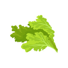 Bright Green Lettuce Leaves. Fresh And Healthy Vegetable. Vegetarian Nutrition. Flat Vector For Advertising Poster Of Grocery Store