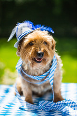 yorkshire terrier with hat, white blue, rhombuses, oktoberfest