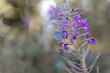 butterfly with bokeh