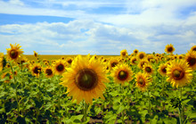 Sunflowers Field On Background Of The Blue Sky