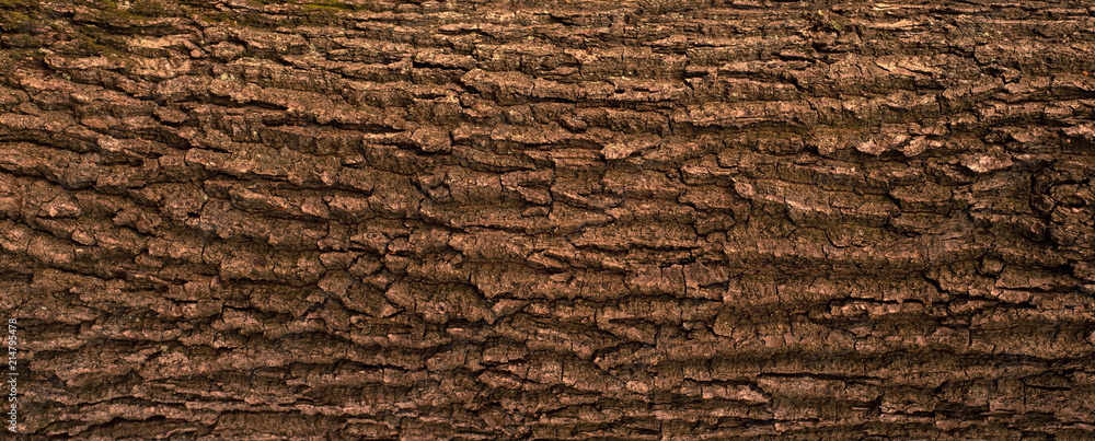 Embossed texture of the bark of oak. Panoramic photo of the oak texture. - obrazy, fototapety, plakaty 