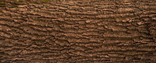 Embossed Texture Of The Bark Of Oak. Panoramic Photo Of The Oak Texture.