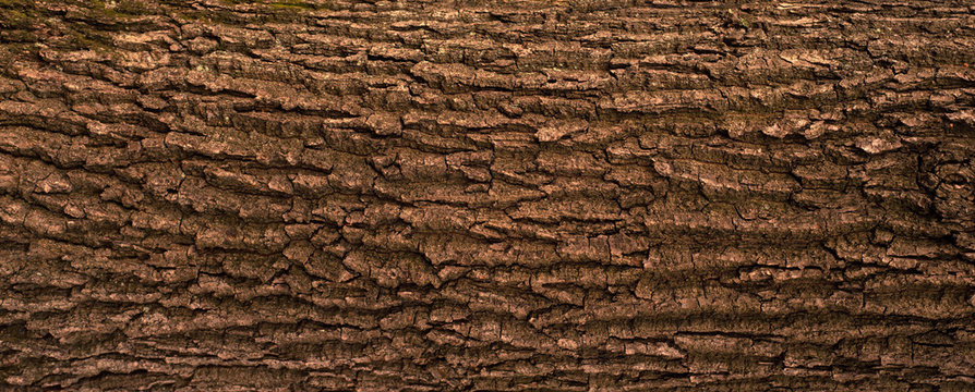 embossed texture of the bark of oak. panoramic photo of the oak texture.