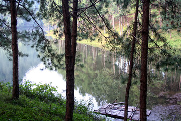 Wall Mural - Landscape of river, pine tree and reflect of blue sky on the water