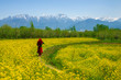 Mustard field in Pahalgam Kashmir India . A Muslim Kashmiri girl or Indian girl walking in the mustard fi