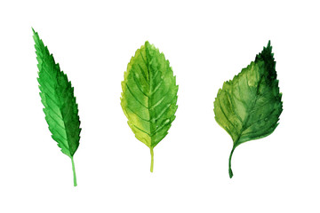 hand drawn collection of different tipes of leaves isolated on white background. watercolor colorful