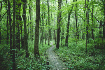 Fototapeta ścieżka park lato las