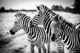 Fototapeta Zebra - Three zebras