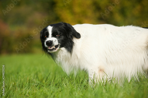 Photographie Border Collie Mischling zeigt die Zähne
