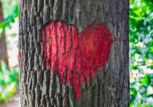 Symbol Of The Heart On The Trunk Of A Tree
