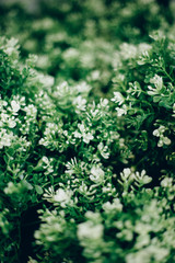 Beautiful Green plant close up with bokeh. Natural florictic background texture.