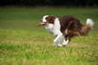 © DoraZett - Rennender Border Collie mit Frisbee im Maul
