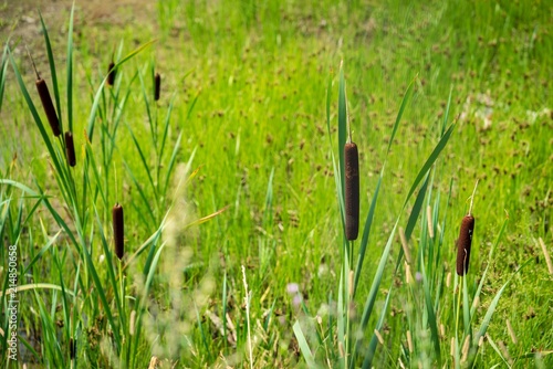 Fotografie, Obraz the blossoming brown marsh cane with long green stalks or wild plants of reed