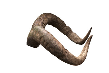 pair of brown goat horns