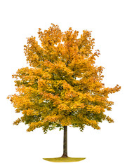 Wall Mural - autumnal yellow maple tree isolated white background
