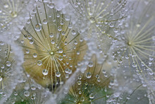 Water Drops On Dandelion