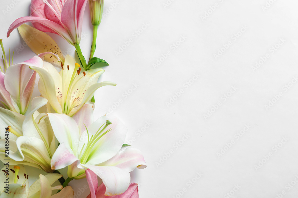 Composition with beautiful blooming lily flowers on white background - obrazy, fototapety, plakaty 