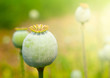 Greeen unripe poppyhead. Source plant opium drug.