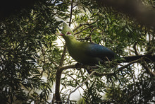 Close Up Image Of A Knysna Turaco / Lourie Feeding On The Seeds Of A Yellowwood Tree In The Knysna Forest In South Africa