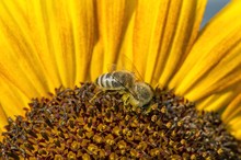 Western Honey Bee (Apis Mellifera) Perched On A Sunflower (Helianthus Annuus), Detailed View Of The Blossom, Stuttgart, Baden-Wuerttemberg, Germany, Europe